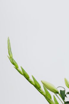 A close-up shot of a green plant on a minimalist light background, perfect for design projects.