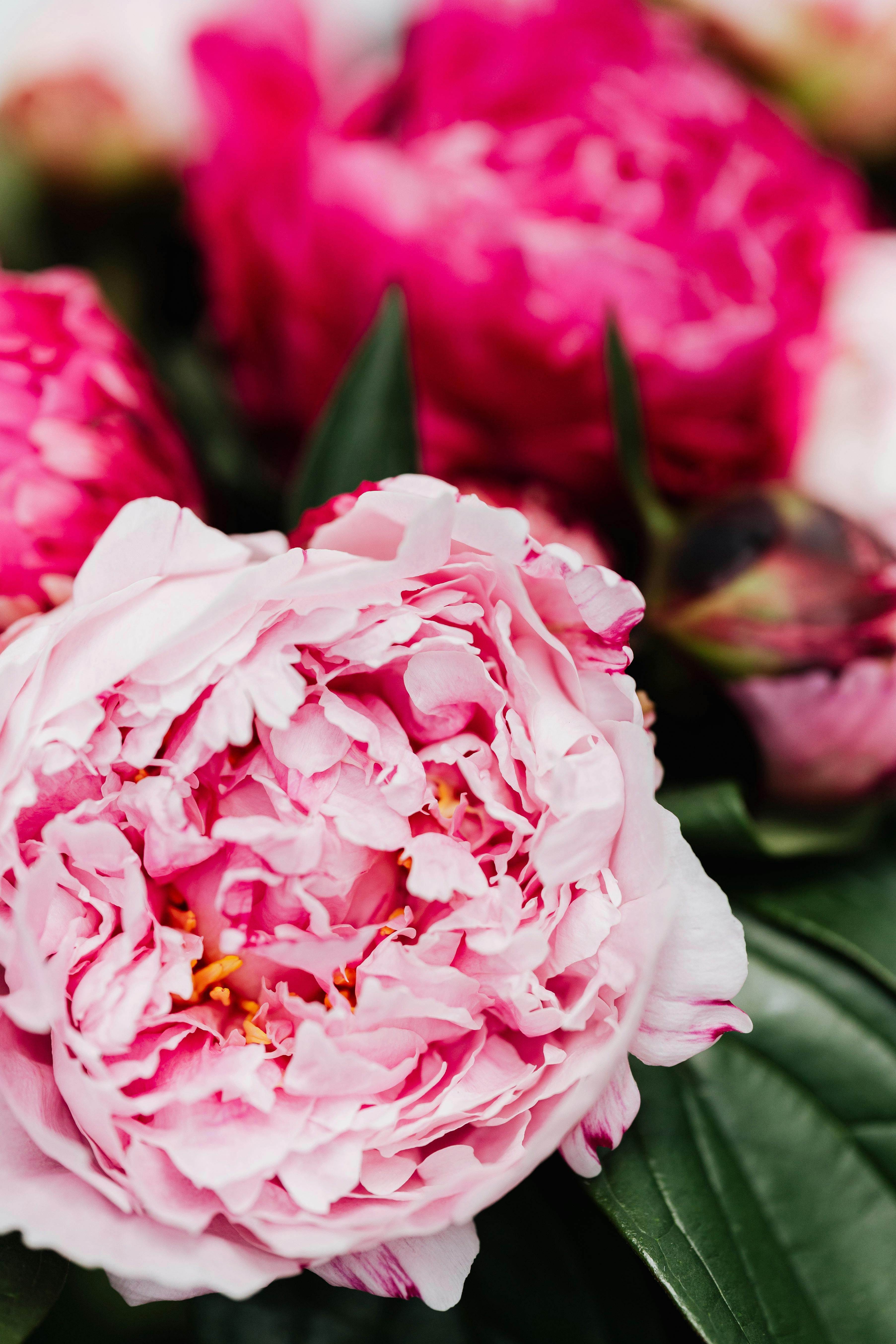 [ColoSach]-beautiful-close-up-of-pink-peony-flowers-showcasing-detailed-petals-and-vibrant-colors,-perfect-for-floral-themes.