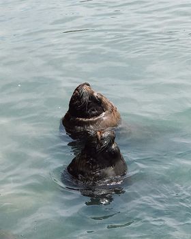 Two sea lions swim and play in Punta del Este, Uruguay, captured in a vertical shot.