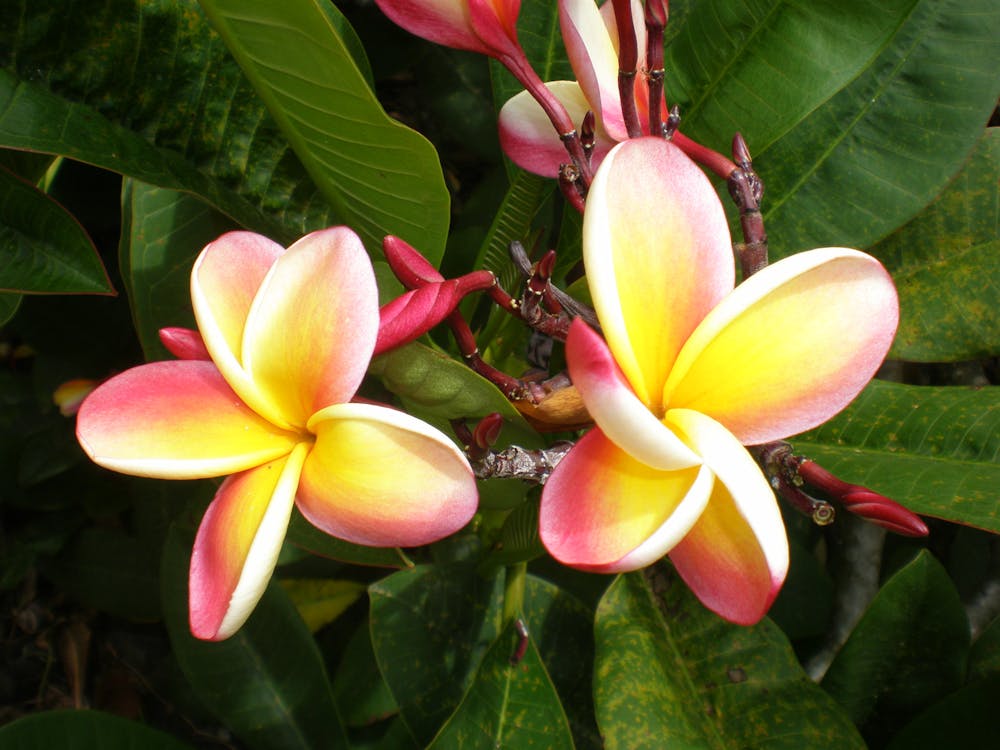 ハワイ ピンクイエローの花 プルメリアの無料の写真素材