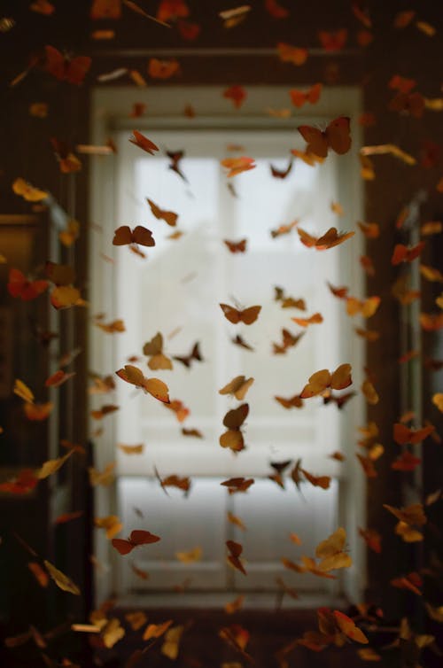 Free Butterflies with Window in Background Stock Photo