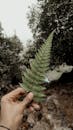 Hand Holding a Fern Leaf