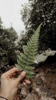 A serene moment capturing a hand holding a fern leaf in a lush forest setting.