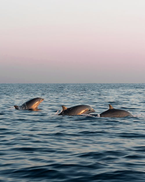 Kostnadsfri bild av delfiner, gryning, hav