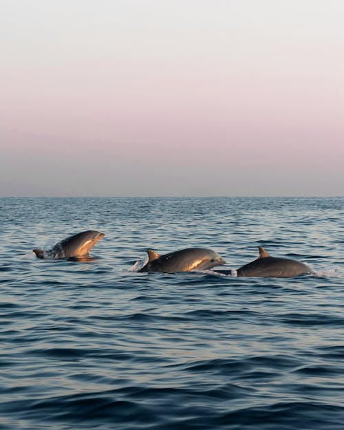 Doplhins in Sea Water during Dawn