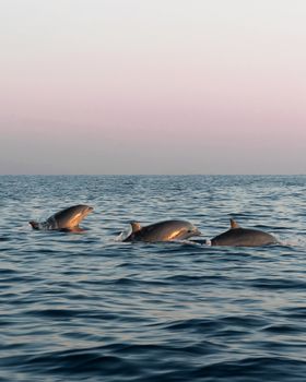 dolphin photo