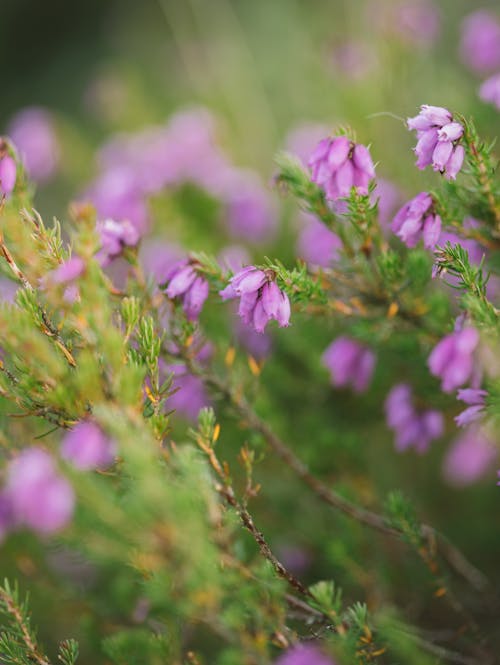 Closeup shot of delicate blooming flowers growing on green meadow in countryside on spring during daytime