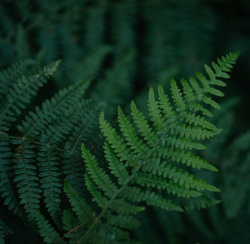 Closeup shot of fragile fern leaves growing in rainforest on summer morning in countryside