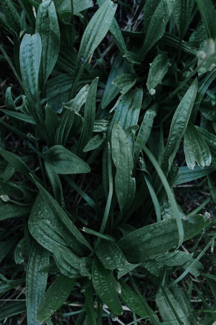 Close-up of green plantain leaves showcasing rich texture and vibrant nature.
