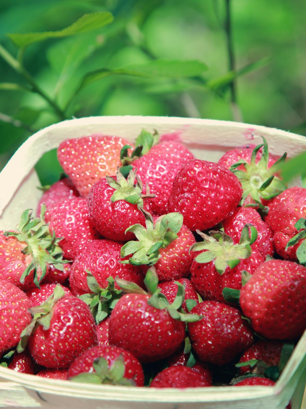 Kori täynnä tuoreita mansikoita