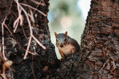 Free Cute curious squirrel sitting on dry tree trunk in park and looking at camera with interest Stock Photo