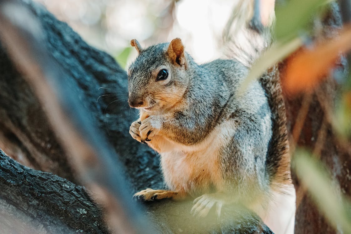 Funny squirrel sitting on tree branch in forest · Free Stock Photo