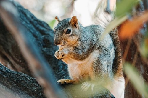 Free Through tree branches view of cute curious squirrel sitting on tree branch in sunny park and looking at camera Stock Photo