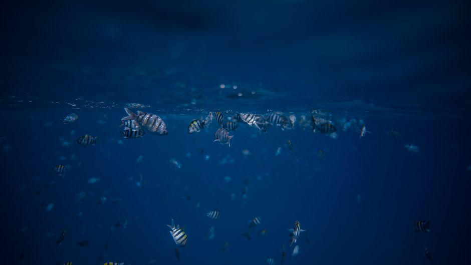 dive schools singapore