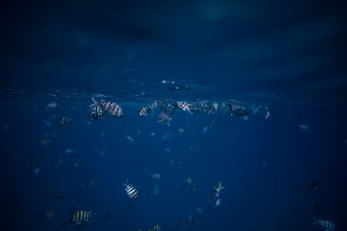 Free Captivating view of striped fish swimming below the ocean surface in a tranquil underwater setting. Stock Photo