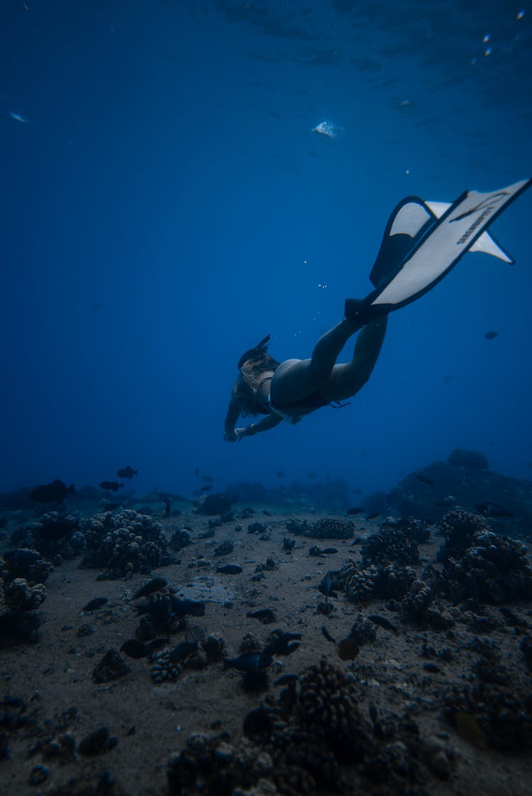 Woman In Gray Wetsuit And White Flippers Swimming Underwater