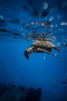 海龟在水下游泳的迷人景色，展现了海洋生物的活力