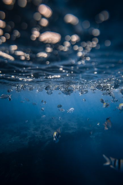 Serene underwater view of striped fish swimming in blue sea with dappled sunlight.