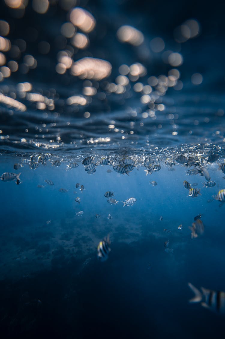 Fish Shoal Underwater