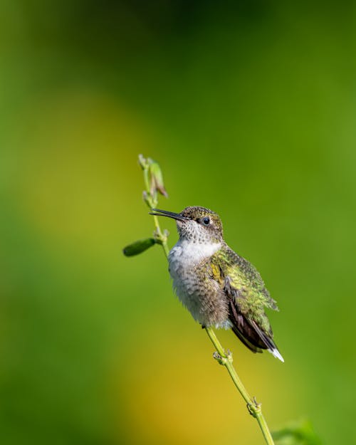 Hummingbird sitting on plant stem