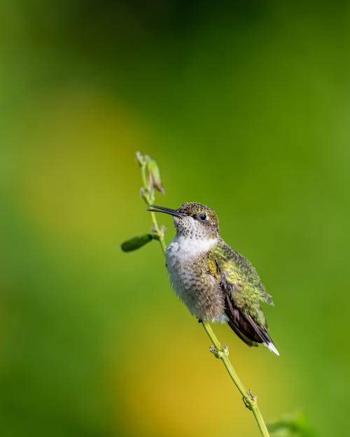 Foto d'estoc gratuïta de a l'aire lliure, animal, au