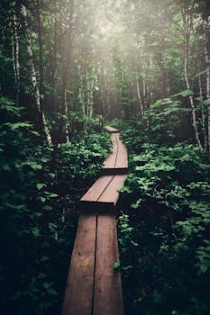 A peaceful wooden walkway through a lush forest with sunbeams filtering through the trees in Bayfield, Wisconsin.
