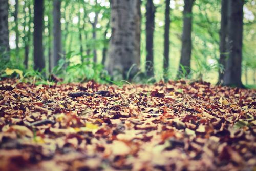 Free A serene view of autumn leaves covering a forest floor with towering trees in the background. Stock Photo
