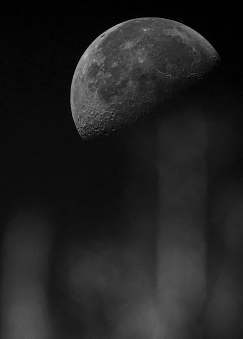 Darmowe zdjęcie z galerii z czarno-biały, grzyb, natura