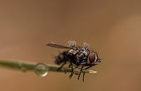Black Fly Perched on Green Leaf in Close Up Photography