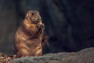 Brown Animal on Gray Rock