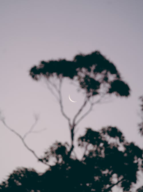 Crescent Moon through Silhouette of a Tree