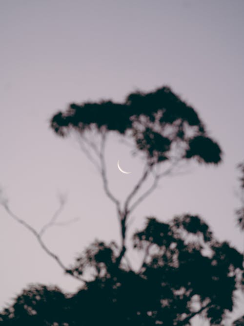 Árbol Negro Bajo El Cielo Blanco