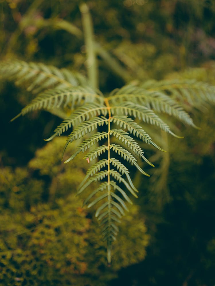 Fern Leaf In Close Up