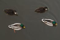 在宁静的池塘里，四只野鸭优雅地游在一起，掀起涟漪