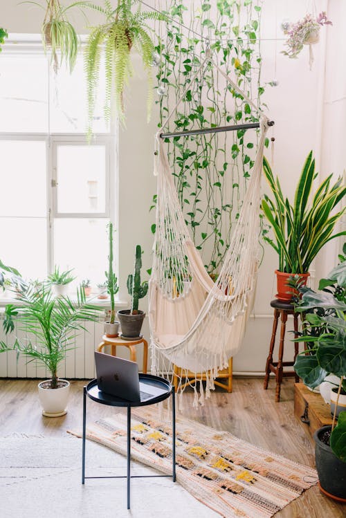 Free Modern room interior with assorted potted plants and hammock near portable computer on table in daylight Stock Photo