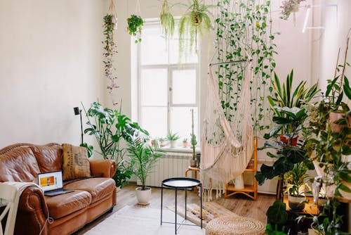 Cozy sofa with laptop near green plant at home · Free Stock Photo