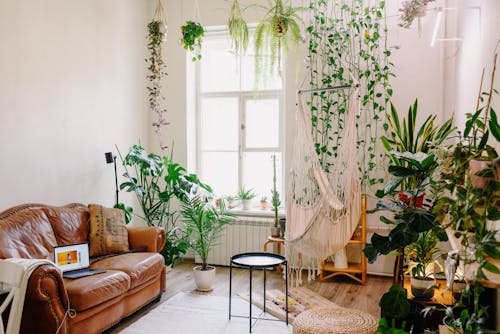 Creative design of room with laptop on leather sofa and collection of greenery plants in pots near shiny window