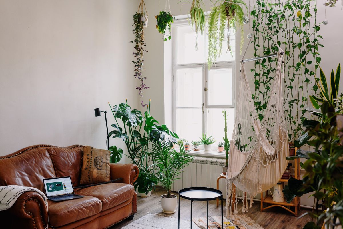 Living room with sofa plants and soft area rug