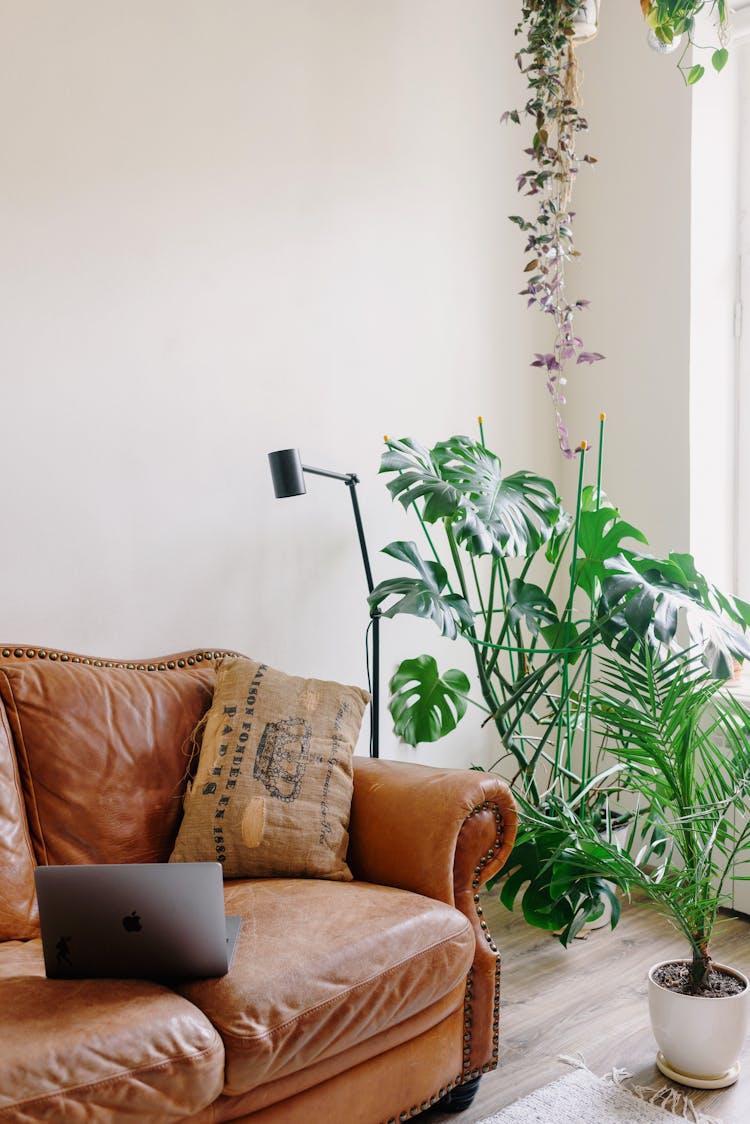 Modern Room Interior With Couch And Laptop Near Potted Plants