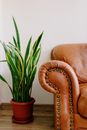 Bright cozy couch with metal rivets near green plant in pot on wooden floor at home