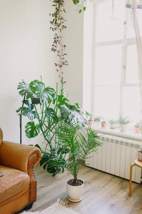 Free From above of lush green exotic delicious monster potted tree placed on parquet floor in cozy living room near sofa and windowsill decorated with various houseplants Stock Photo