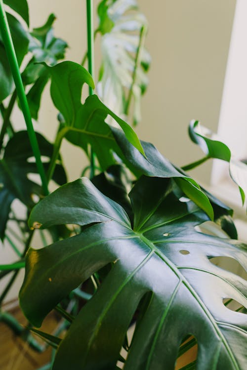High angle of big shiny green leaves of tropical Monstera deliciosa plant growing in pot placed in light room