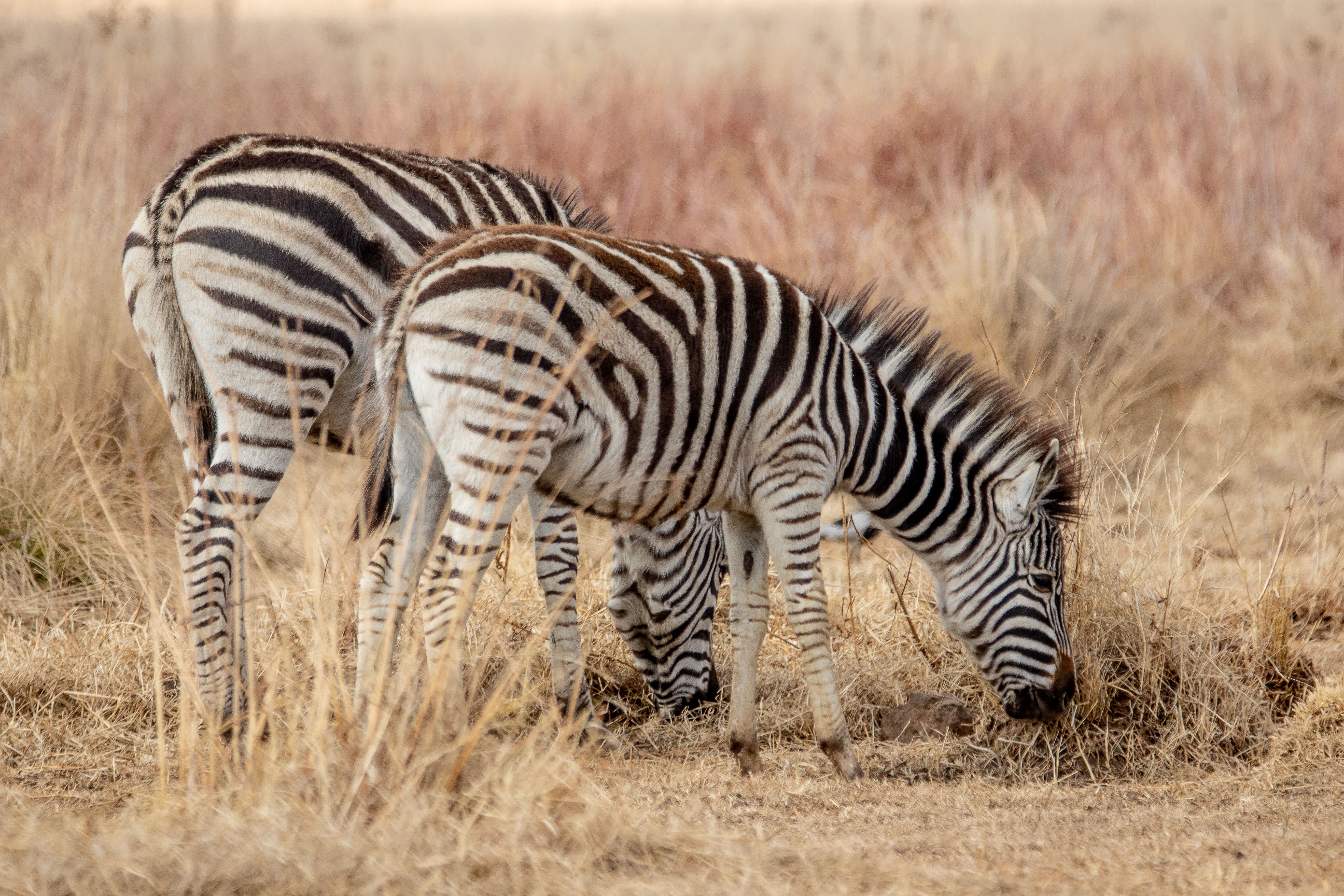 Neutral-colored safari clothing, suitable for game drives in South Africa