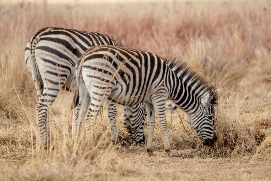 Neutral-colored safari clothing, suitable for game drives in South Africa