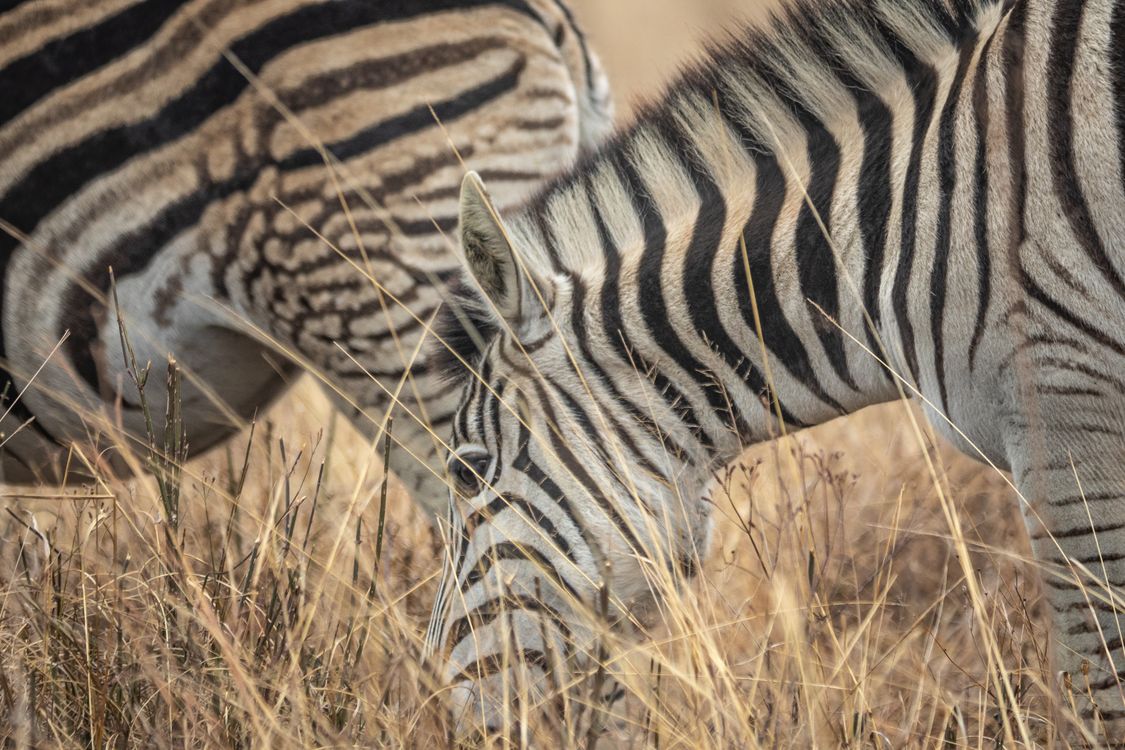 Photo of a White and Black Striped Animal · Free Stock Photo