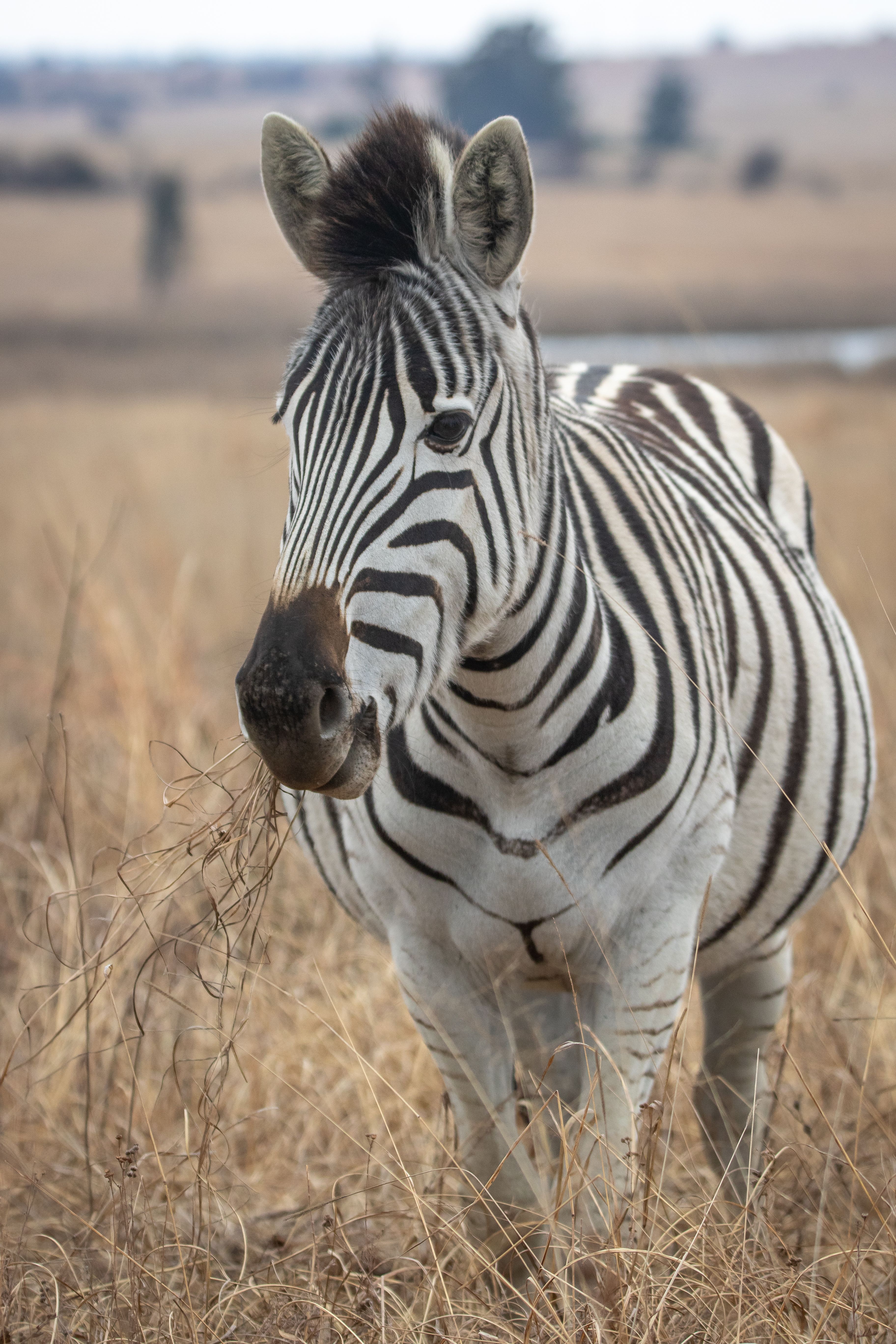 A close-up of a zebra eating grass in the wild fields of Pretoria, South Africa.