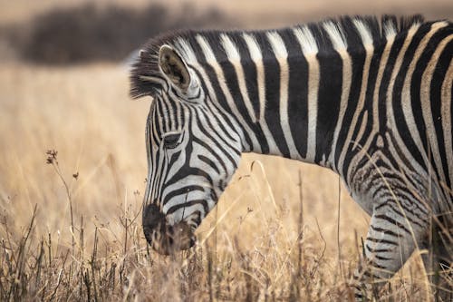 Imagine de stoc gratuită din animal, dungi, faună sălbatică