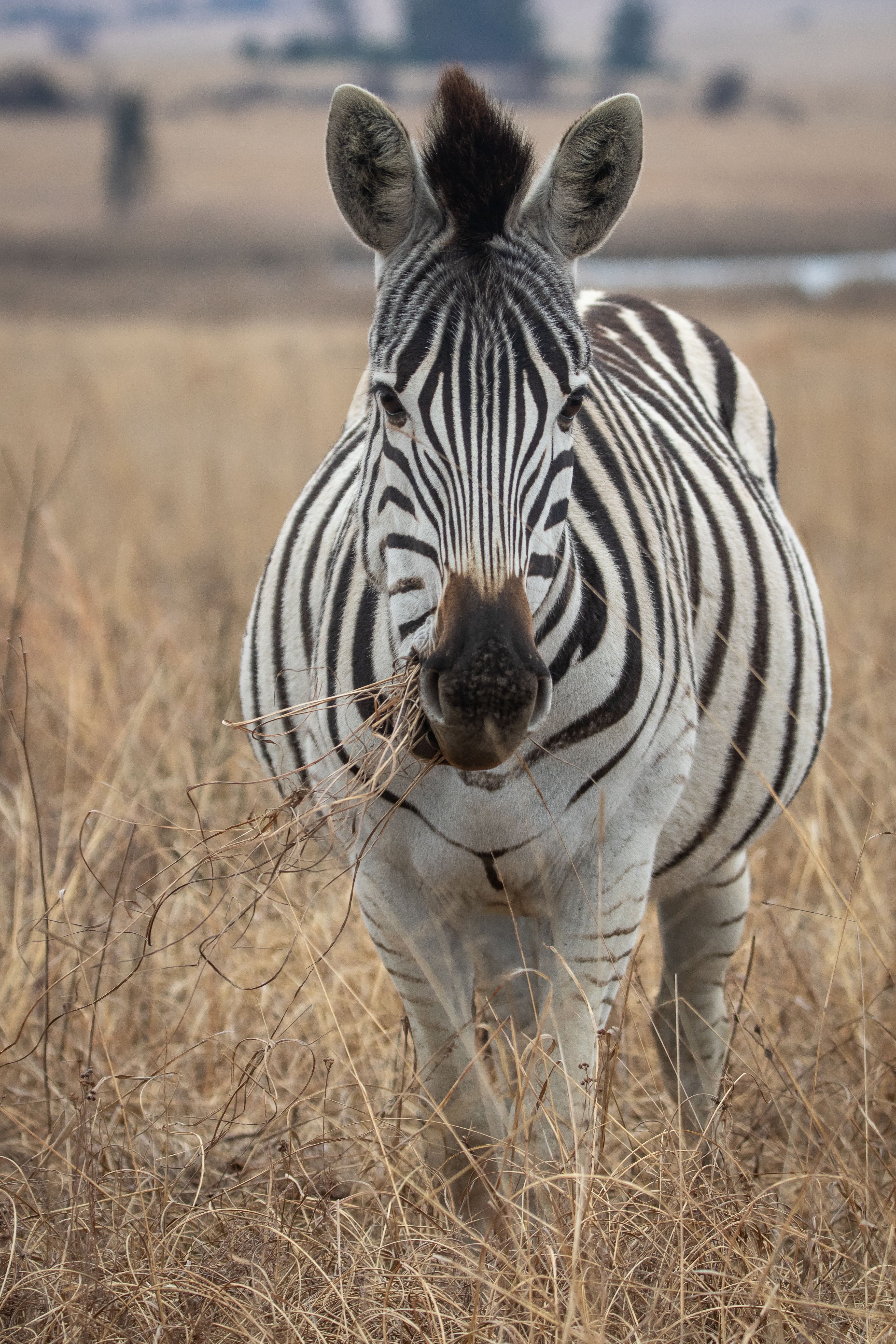 A zebra grazes in the dry grasslands of Pretoria, South Africa, showcasing its striking stripes.