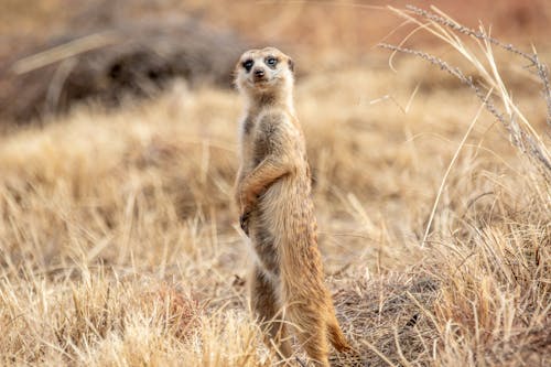 
A Meerkat in the Wild