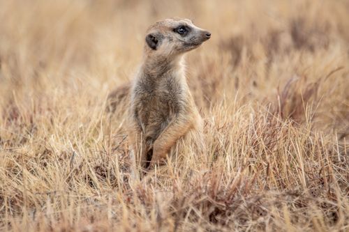 Free A curious meerkat stands alert in the dry grasslands of South Africa. Stock Photo